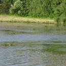 Hnízdní kolonie potápek roháčů (<i>Podiceps cristatus</i>), ryb. Parný Mlýn, 10.6.2016, foto Vojtěch Kodet