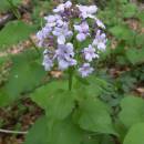 Měsíčnice vytrvalá (<i>Lunaria rediviva</i>), PP Vysoký kámen u Smrčné, 4.5.2012, foto Vojtěch Kodet