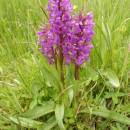 Prstnatec májový (<i>Dactylorhiza majalis</i>), PR Na Oklice, 28.5.2013, foto Vojtěch Kodet
