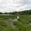 PP Starý Přísecký rybník, 21.6.2009, foto Vojtěch Kodet