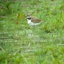 Kulík říční (<i>Charadrius dubius</i>), ryb. Horní Jilmík, 11.6.2015, foto Vojtěch Kodet