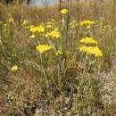 Smil písečný (<i>Helichrysum arenarium</i>), Ptáčovské rybníky, 17.7.2011, foto Vojtěch Kodet
