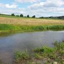 Mokřady Nad Chvojnovem [JI]