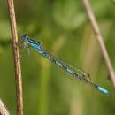 Šidélko huňaté (<i>Coenagrion scitulum</i>), ryb. Parný Mlýn, Krahulov, foto Václav Křivan