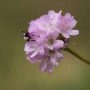 Trávnička obecná hadcová (<i>Armeria elongata subsp. serpentini</i>), NPR Mohelenská hadcová step [TR], 16.6.2015, foto Libor Ekrt