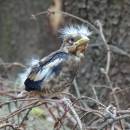 Mládě dlaska tlustozobého (<i>Coccothraustes coccothraustes</i>), PP Na Skalce, 4.7.2016, foto Vojtěch Kodet