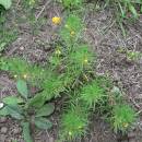 Zběhovec trojklaný pravý (<i>Ajuga chamaepitys</i>), NPP Švařec [ZR], 25.8.2014, foto Luděk Čech