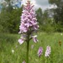 Prstnatec Fuchsův (<i>Dactylorhiza fuchsii</i>), rašeliniště Pod Trojanem, 3.7.2006, foto Vojtěch Kodet