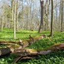 PR Jedlový les a údolí Rokytné, 20.4.2015, foto Vojtěch Kodet