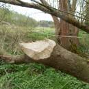 Okus od bobra evropského (<i>Castor fiber</i>), Starohorský mokřad, 2.5.2015, foto Vojtěch Kodet
