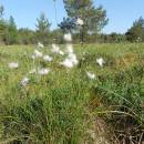 Suchopýr pochvatý (<i>Eriophorum vaginatum</i>), NPR Radostínské rašeliniště, 4.6.2015, foto Vojtěch Kodet