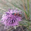 Vřetenuška (<i>Zygaena</i>), NPR Mohelenská hadcová step, 9.7.2016, foto Vojtěch Kodet