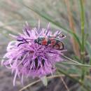 Vřetenuška (<i>Zygaena</i>), NPR Mohelenská hadcová step, 9.7.2016, foto Vojtěch Kodet