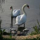 Labuť velká (<i>Cygnus olor</i>) s mláďaty, Starý ryb., PP Ptáčovské rybníky, 10.5.2016, foto Vojtěch Kodet