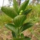 Bažanka vejčitá (<i>Mercurialis ovata</i>), PR Dukovanský mlýn [TR], 18.6.2008, foto Josef Komárek
