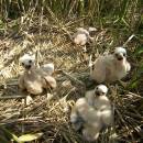 Hnízdo s mláďaty motáka pochopa (<i>Circus aeruginosus</i>), ryb. Židloch, PP Ptáčovské rybníky, 6.6.2011, foto Vojtěch Kodet