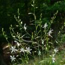 Bělozářka větevnatá (<i>Anthericum ramosum</i>), PR Údolí Oslavy a Chvojnice, Kraví hora [TR], 30.6.2009, foto Luděk Čech