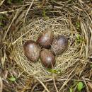 linduška luční (Anthus pratensis)