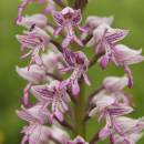 Vstavač vojenský (<i>Orchis militaris</i>), PP Křižník [ZR], 1.6.2013, foto Libor Ekrt