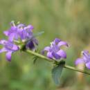 Zvonek klubkatý (<i>Campanula glomerata</i>), Šemíkovice, Knížecí seč [TR], 14.8.2016, foto Libor Ekrt