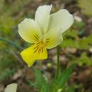 Violka trojbarevná skalní (<i>Viola tricolor subsp. saxatilis</i>), PR Velká skála [TR], 2.5.2013, foto Josef Komárek