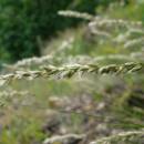 Strdivka brvitá pravá (<i>Melica ciliata</i>), PR Velká skála [TR], 27.6.2013, foto Josef Komárek