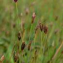 Bahnička chudokvětá (<i>Eleocharis quinqueflora</i>), PR Řeka [HB], 6.6.2007, foto Luděk Čech