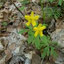Sasanka pryskyřníkovitá (<i>Anemone ranunculoides</i>), PP Vysoký kámen u Smrčné, 3.5.2006, foto Vojtěch Kodet