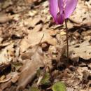 Brambořík nachový (<i>Cyclamen purpurascens</i>), NRP Mohelenská hadcová step, 27.7.2016, foto Vojtěch Kodet