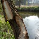 Starohorský mokřad, 19.4.2014, foto Vojtěch Kodet