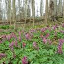 Dymnivka dutá (<i>Corydalis cava</i>), PR V Klučí, 17.4.2015, foto Vojtěch Kodet