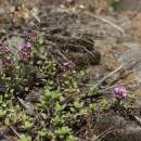 Mateřídouška časná pravá (<i>Thymus praecox</i>), NPR Mohelenská hadcová step [TR], 10.6.2015, foto Libor Ekrt