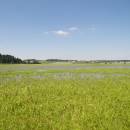 Znětínecký rybník, 5.7.2006, foto Vojtěch Kodet