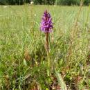 Prstnatec májový (<i>Dactylorhiza majalis</i>), PP Zlatá louka, 1.6.2015, foto Vojtěch Kodet