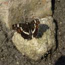 Babočka síťkovaná (<i>Araschnia levana</i>), mokřady Nad Chvojnovem, 18.7.2015, foto Vojtěch Kodet