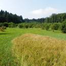 PR Rašeliniště Loučky, 4.9.2014, foto Vojtěch Kodet