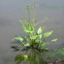Žabník jitrocelový (<i>Alisma plantago-aquatica</i>), PR Nad Svitákem, 18.7.2015, foto Vojtěch Kodet