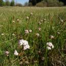 Kozlík dvoudomý (<i>Valeriana dioica</i>), PP Hajnice, 7.5.2016, foto Vojtěch Kodet