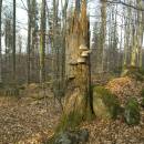 NPR Velký Špičák, 24.3.2012, foto Vojtěch Kodet