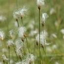 suchopírek alpský (Trichophorum alpinum)