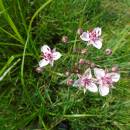 Šmel okoličnatý (<i>Butomus umbellatus</i>), ryb. Židloch, PP Ptáčovské rybníky, 26.7.2016, foto Vojtěch Kodet
