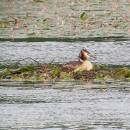 Potápka roháč (<i>Podiceps cristatus</i>), ryb. Parný Mlýn, 10.6.2016, foto Vojtěch Kodet