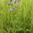 Jirnice modrá (<i>Polemonium caeruleum</i>), PR V Lisovech [JI], 5.6.2014, foto Libor Ekrt