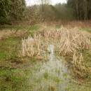 Pístovské mokřady, 5.4.2014, foto Vojtěch Kodet