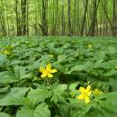 Sasanka pryskyřníkovitá (<i>Anemone ranunculoides</i>), PR Údolí Oslavy a Chvojnice, 25.4.2011, foto Vojtěch Kodet
