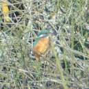 Ledňáček říční (<i>Alcedo atthis</i>), PP Starý Přísecký rybník, 22.10.2010, foto Vojtěch Kodet
