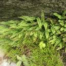 Sleziník červený pravý (<i>Asplenium trichomanes subsp. trichomanes</i>), PR Údolí Brtnice [JI], 8.6.2013, foto Libor Ekrt