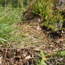 Ostřice stinná (<i>Carex umbrosa</i>), PP Bukovské rybníčky [JI], 29.5.2016, foto Libor Ekrt