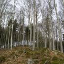 Bučina Čeřínek, 4.3.2012, foto Vojtěch Kodet