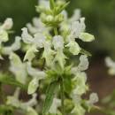 Čistec roční (<i>Stachys annua</i>), NPP Švařec [ZR], 3.6.2016, foto Libor Ekrt